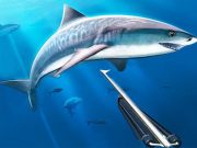 Jwèt Lachas anba dlo spearfishing sou entènèt