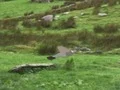 Jwèt Pigeons Hunting sou entènèt