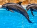 Jwèt Sea Dolphin Jigsaw sou entènèt