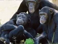Jwèt Funny Chimpanzee Jungle Escape sou entènèt