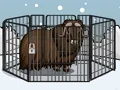 Jwèt Rescue The Musk Ox sou entènèt