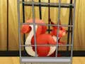 Jwèt Rescue The Red Squirrel From Cage sou entènèt