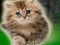 Jwèt Couple Kitten Escape sou entènèt