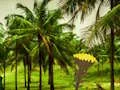 Jwèt Escape From Coconut Land sou entènèt