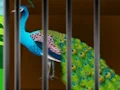 Jwèt Liberate the Caged Beauty sou entènèt
