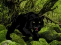 Jwèt Escape from Black Panther Forest sou entènèt