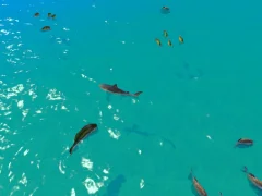 Jwèt Hungry Shark Hunt sou entènèt