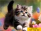 Jwèt Puzzle Sliding Kittens sou entènèt