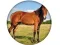 Jwèt Animal Quiz sou entènèt