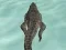 Jwèt Crocodile Simulator Beach Hunt sou entènèt