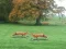 Jwèt Hunted Fox sou entènèt