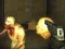 Jwèt Exiled Zombies sou entènèt