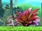 Jwèt King Julien: Schnapp' die Krone sou entènèt