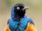 Jwèt Animal Puzzle: Wildlife & Logic sou entènèt