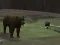 Jwèt Bear Den sou entènèt