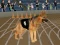 Jwèt Crazy Dog Racing Fever sou entènèt