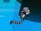 Jwèt Jungle Jump sou entènèt