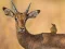 Jwèt Wild Deer Jigsaw sou entènèt