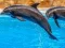 Jwèt Sea Dolphin Jigsaw sou entènèt