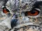Jwèt Wild owl Jigsaw sou entènèt