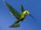 Jwèt Hummingbird House Escape sou entènèt