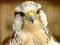 Jwèt Gyrfalcon Jigsaw sou entènèt