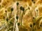 Jwèt Poppy Bud Jigsaw sou entènèt