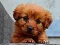 Jwèt Puppy Puzzle sou entènèt
