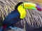 Jwèt Toucan Bird Jigsaw sou entènèt