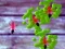 Jwèt Smash Ants sou entènèt