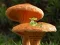 Jwèt Mushroom Plant Land Escape sou entènèt