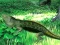 Jwèt Lizard Forest Escape sou entènèt