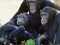 Jwèt Funny Chimpanzee Jungle Escape sou entènèt