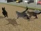 Jwèt Run Cat Cat Race sou entènèt