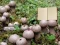 Jwèt Lycoperdon Mushroom Land Escape sou entènèt