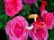 Jwèt Precious Rose Escape sou entènèt