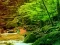 Jwèt Peaceful Rainbow Forest Escape sou entènèt
