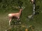 Jwèt Sniper Hunting Deadly Animal sou entènèt
