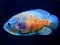 Jwèt Tiger Fish Jigsaw sou entènèt
