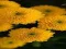 Jwèt Chrysanthemums Jigsaw sou entènèt