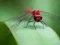 Jwèt Dragon Fly Jigsaw sou entènèt