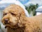 Jwèt Labradoodle Jigsaw sou entènèt