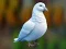 Jwèt Realistic Pigeon Rescue sou entènèt