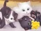 Jwèt Jigsaw Puzzle: Playing Cats sou entènèt