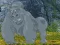 Jwèt Help The Hungry Chimpanzee sou entènèt
