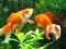 Jwèt Blue Fish Escape sou entènèt