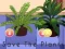 Jwèt Save the Plants sou entènèt