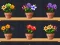 Jwèt Good Flower Master sou entènèt