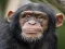 Jwèt Chimpanzee Jigsaw sou entènèt