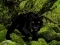 Jwèt Escape from Black Panther Forest sou entènèt